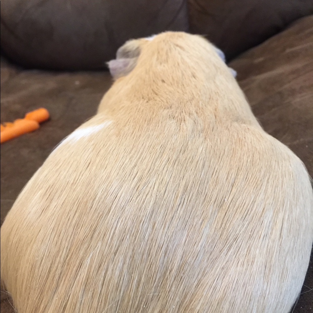 Meet your Posher, Gorntita